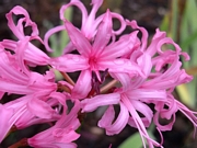 Нерине (Nerine)