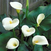 Бяла кала, голяма (Zantedeschia Calla Captain Fuego)