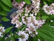 Дойция хибрида (Deutzia gracilis)