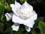 Гардения, мафиотското цвете, малка (Gardenia jasminoides)