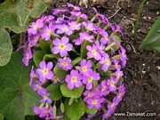 Иглика градинска (Primula)