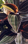 Лудизия, дива орхидея (Ludisia)