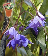 Солия, семена (Sollya heterophylla Bluebell Creeper)