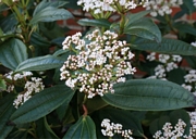 Вибурнум  (Viburnum davidii )