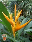 Хеликония, семена (Heliconia psittacorum)