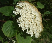Вибурнум, черна калина (Viburnum lantana)
