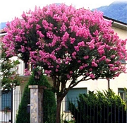 Лагерстремия, Индийски люляк, лилаво-розова (Lagerstroemia indica)