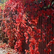 Дива лоза, средна (Parthenocissus)