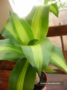 Драцена масангиана (Dracaena massangeana)