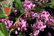 Харденбергия, семена (Hardenbergia violacea var Rosea)