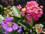 Лагерстремия, семена (Lagerstroemia indica)