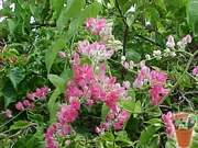 Антигонон, семена (Antigonon leptopus, Chinese Love)