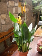 Хеликония (Heliconia Olympic Dream)