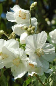 Абутилон, бял, семена (Abutilon suntense white)