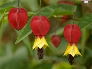 Абутилон мегапотамикум (Abutilon mega)