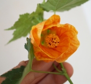 Абутилон, оражнев (Abutilon orange)