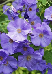 Абутилон, син, семена (Abutilon suntense)