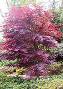 Ацер (Acer Japanese Maple)