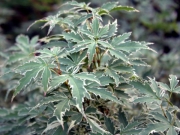 Ацер (Acer butterfly)