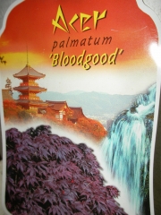 Ацер (Acer Japanese Maple Bloodgood)