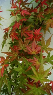 Ацер (Acer pseudoplatanus)