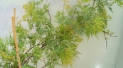 Ацер (Acer pseudoplatanus)