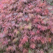 Ацер, японски клен (Acer orangeola)