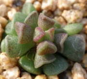Адромисхус (Adromischus cristatus crest flower)