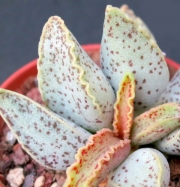 Адромисхус (Adromischus cv. Granite)
