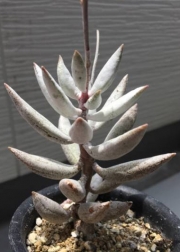 Адромисхус (Adromischus filicaulis)