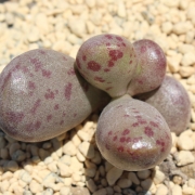 Адромисхус (Adromischus fragilis アドロミスクス フラギリス)