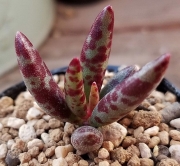 Адромисхус (Adromischus fuilicaulis アドロミスクス フィリカウリス)