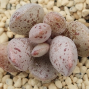 Адромисхус (Adromischus gracilis アドロミスクス グラギリスシルバーフォ)