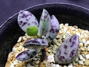Адромисхус (Adromischus hemisphaericus Tierberg)