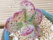 Адромисхус (Adromischus Hemisphaericus 天錦章)