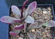Адромисхус (Adromischus humilis)