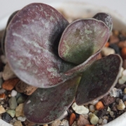 Адромисхус (Adromischus maculatus Burgund Typ)