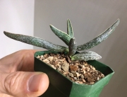 Адромисхус (Adromischus marianae likely clanwilliam)
