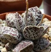 Адромисхус (Adromischus marianiae cv. Bryan Makin)