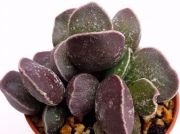 Адромисхус (ADROMISCHUS marianiae cv. DARK SIDE)