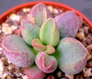 Адромисхус (Adromischus marianiae NBG701/75)