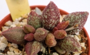 Адромисхус (Adromischus marianiae var. antidorcatum)