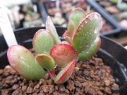 Адромисхус (Adromischus roanianus)