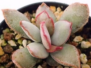 Адромисхус (Adromischus schuldthianus)