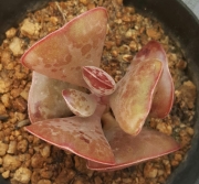 Адромисхус (Adromischus triflorus Red heart, Calico Hearts)