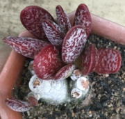 Адромисхус (Adromischus tryginus アドロミスクス トリギナス)