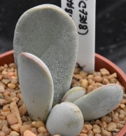 Адромисхус (Adromischus umbraticola DT4751 Breedtsnek Pass)