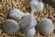 Адромисхус (Adromischus アドロミスクス)