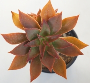 Еониум (Aeonium decorum cooperi)