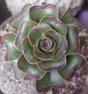 Еониум (Aeonium arboreum var. rubrolineatum, 달마법사 단품)